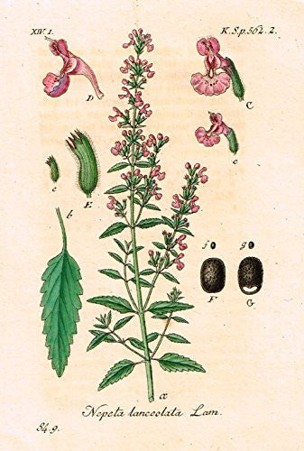 Strum's Flowers - "NEPETA LANCOLATA" - Miniature Hand-Colored Engraving - 1841