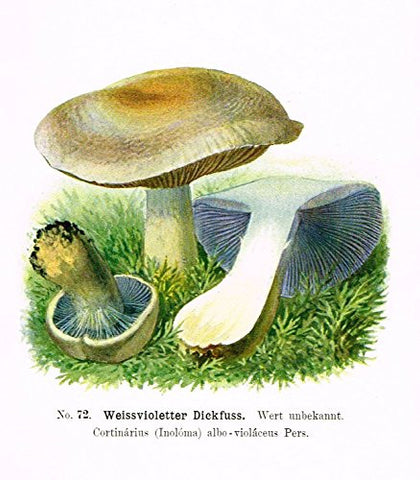 Schmalfub's Mushrooms - WEISSVIOLETTER DICKFUSS - Coloured Lithograph - 1897