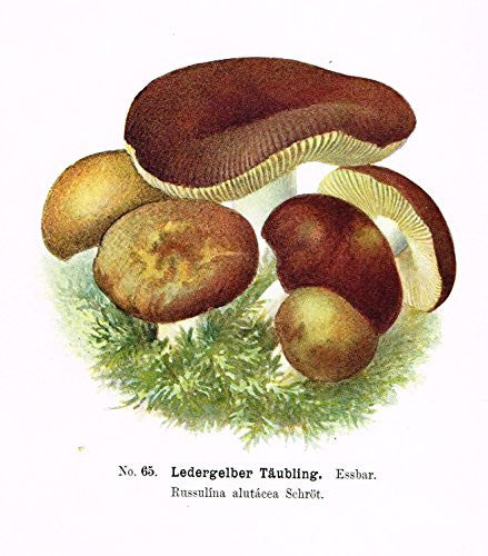 Schmalfub's Mushrooms - LEDERGELBER TAUBLING' - Coloured Lithograph - 1897
