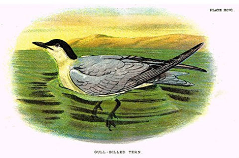 Lloyd's Natural History - "GULL-BILLED TERN" - Pl. XCVI - Chromolithograph - 1896