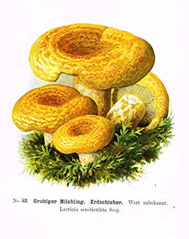 Schmalfub's Mushrooms - GRUBIGER MILCHLING - Coloured Lithograph - 1897