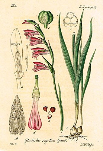 Strum's Flowers - "GLADIOLUS SEGETUM GAWL" - Miniature Hand-Colored Engraving - 1841