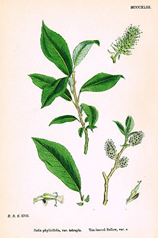 Sowerby's English Botany - "TEA-LEAVED SALLOW VAR. k" - Hand-Colored Litho - 1873