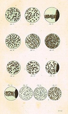Buffon's - "MICROSCOPE VIEWS - PLATE 12" - Hand-Colored Steel Engraving - 1841