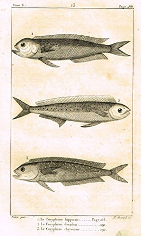 De Lacepede's L'Histoire Naturelle - DOLPHIN - Copper Engraving - 1825