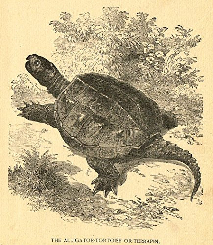 Roe's Illustrated Book of Animals - ALLIGATOR TOIRTOISE - Woodcut - 1892