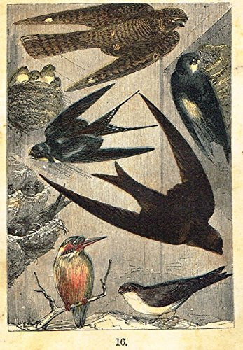 Buffon's Birds - "GOATSUCKER, SWALLOW, MARTIN, SWIFT ETC." - Chromolithograph - 1869