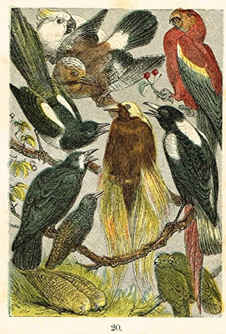Buffon's Birds - "LOVE BIRDS, CROW, ROOK, BIRD OF PARADISE ETC." - Chromolithograph - 1869
