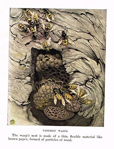 Fabre's Book of Insects - COMMON WASPS - Lithograph - c1923