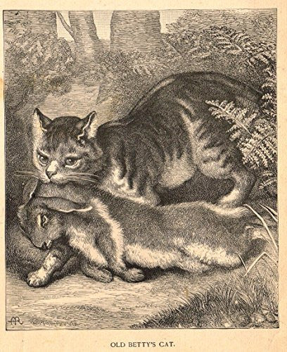 Roe's Illustrated Book of Animals - "OLD BETTY'S CAT" - Woodcut - 1892
