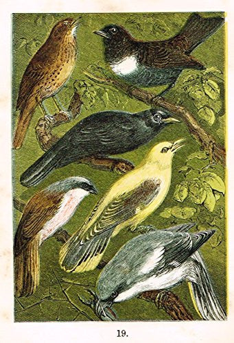 Buffon's Birds - "THRUSH, OUZEL, BLACKBIRD, SHRIKE ETC." - Chromolithograph - 1869