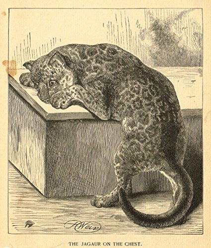 Roe's Illustrated Book of Animals - THE JAGAUAR ON THE CHEST - Woodcut - 1892