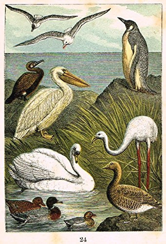 Buffon's Birds - "GULL, PENGUIN, CORMORANT, PELICAN, TEAL ETC." - Chromolithograph - 1869