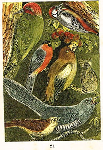 Buffon's Birds - "WOODPECKER, BULLFINCH, CUCKOO, SISKIN ETC." - Chromolithograph - 1869
