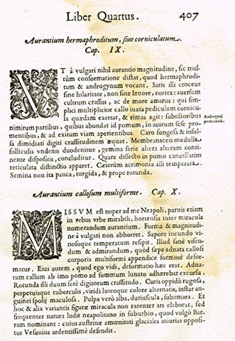 Ferrari HESPERTHUSA'S - "ILLUMINATED INITIALS - V & M, Page 407" - Copper Engraving - 1646