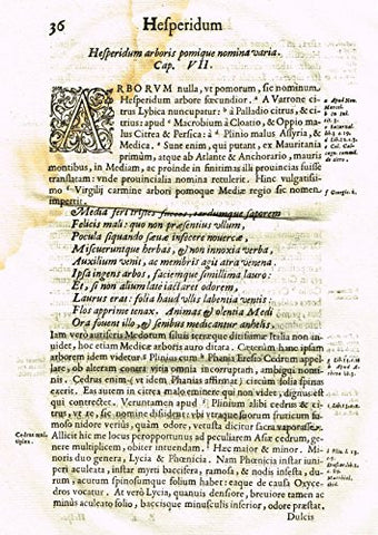Ferrari HESPERTHUSA'S - "ILLUMINATED INITIAL - A, Page 36" - Copper Engraving - 1647