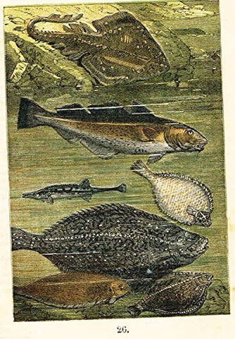 Buffon's Fish - "SKATE, COD, STICKLEFISH, PLAICE, TURBOT, ETC." - Chromolithograph - 1869