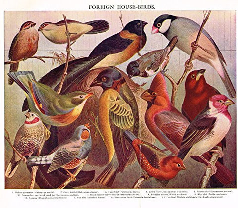 MacCracken's University Encyclopedia - "FOREIGN HOUSE BIRDS' - Lithograph - 1902