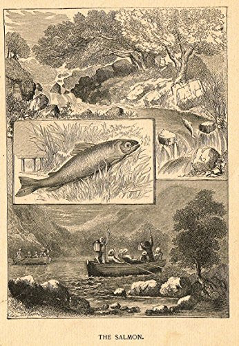 Roe's Illustrated Book of Animals - THE SALMON - Woodcut - 1892