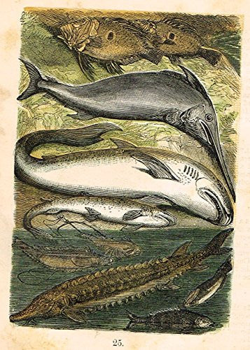 Buffon's Fish - "SWORDFISH, SHARK, DOGFISH, STRUGEON, ETC." - Chromolithograph - 1869