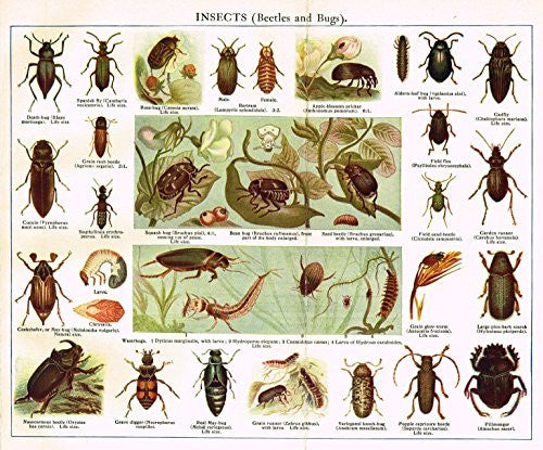 MacCracken's University Encyclopedia - "INSECTS (BEETLES & BUGS)" - Lithograph - 1902