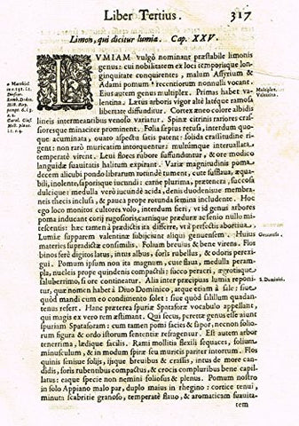 Ferrari HESPERTHUSA'S - "ILLUMINATED INITIAL - L, Page 317" - Copper Engraving - 1646