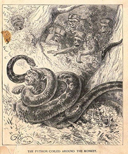 Roe's Illustrated Book of Animals - PYTHON COILED AROUND MONKEY - Woodcut - 1892