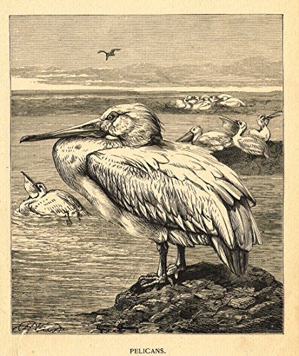 Roe's Illustrated Book of Animals - PELICANS - Woodcut - 1892