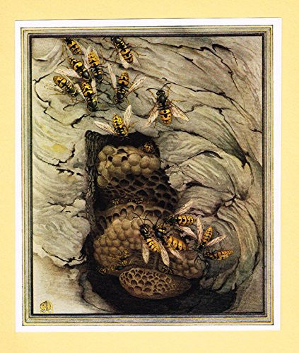 Detmold's Fabre's Book of Insects - "Common Wasps" - Lithograph - 1921