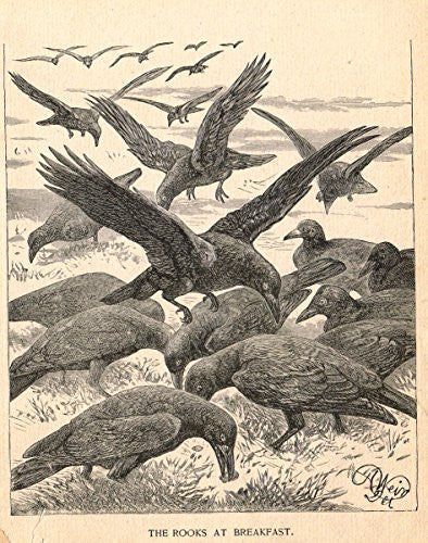 Roe's Illustrated Book of Animals - "THE ROOKS AT BREAKFAST" - Woodcut - 1892