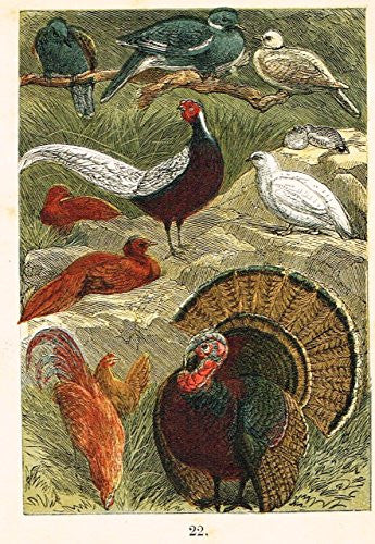 Buffon's Birds - "DOVE, PHEASANT, PTARMIGAN, TURKEY ETC." - Chromolithograph - 1869