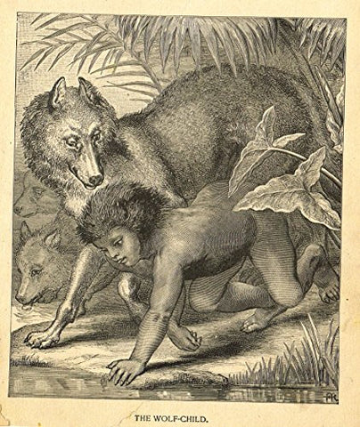 Roe's Illustrated Book of Animals - THE WOLF CHILD - Woodcut - 1892
