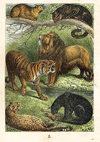 Buffon's Animals - "TIGER, LION, CHETAH, LEOPARD ETC." - Chromolithograph - 1869