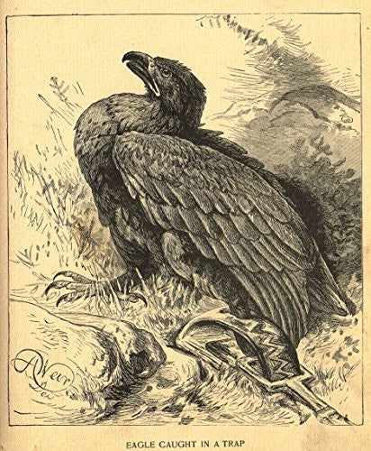 Roe's Illustrated Book of Animals - EAGLE CAUGHT IN A TRAP - Woodcut - 1892