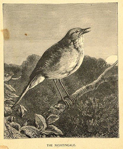 Roe's Illustrated Book of Animals - THE NIGHTINGALE - Woodcut - 1892