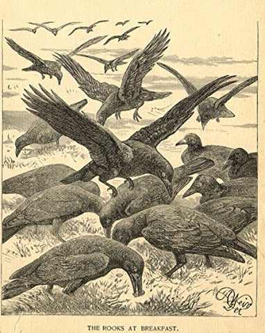 Roe's Illustrated Book of Animals - THE ROOKS AT BREAKFAST - Woodcut - 1892