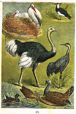 Buffon's Birds - "STORK, PEEWIT, OSTRICH, CRANE, WATERNEN ETC." - Chromolithograph - 1869