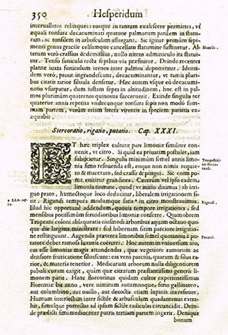 Ferrari Hesperthusa's - "Illuminated Initial - E, Page 350" - Copper Engraving - 1646