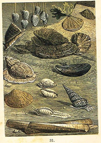 Buffon's Fish - "BARNACLES, LIMPET, PERIWINKLE, OYSTERS ETC." - Chromolithograph - 1869