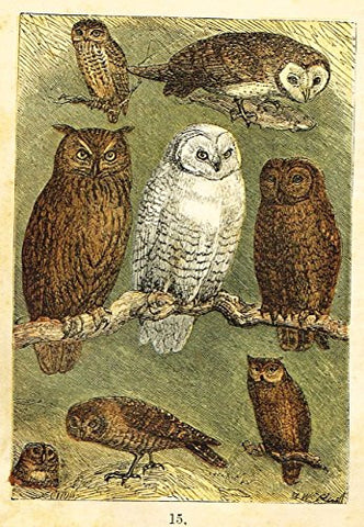 Buffon's Birds - "BARN, SNOWEY, COQUIMBO & LITTLE OWLS ETC." - Chromolithograph - 1869