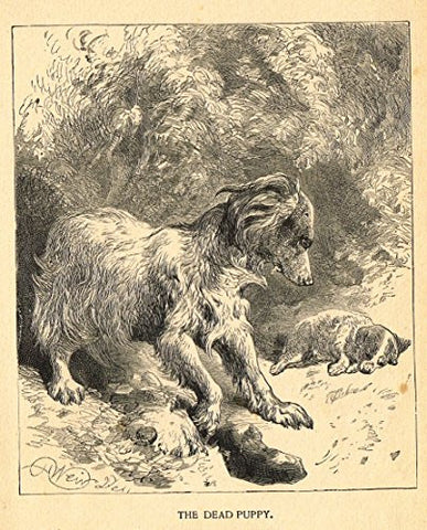 Roe's Illustrated Book of Animals - THE DEAD PUPPY - Woodcut - 1892