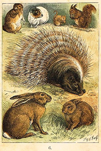 Buffon's Animals - "MARMOT, GUINEA PIG, DORMOUSE, SQUIRREL ETC." - Chromolithograph - 1869