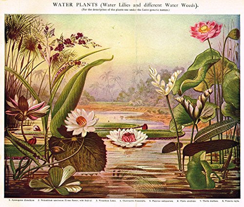 MacCracken's University Encyclopedia - "WATER PLANTS (LILLIES & WEEDS)" - Lithograph - 1902