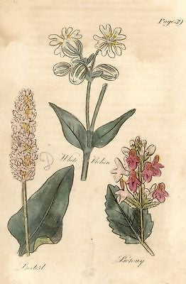 1756 - Hand-Colored from Culpeper's Herbal (WHITE BEHAN)