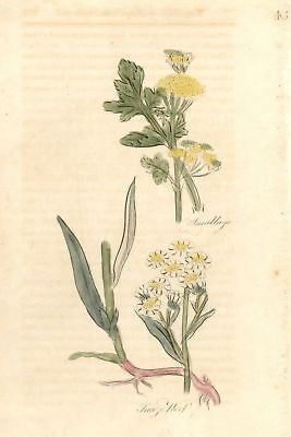 1756 - Hand-Colored from Culpeper's Herbal (SNEEZE WORT)