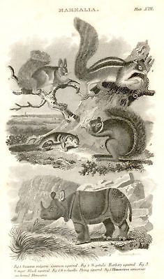 RHINOCEROUS from "Nicholson's Cyclopedia" 1819 - Antique Print