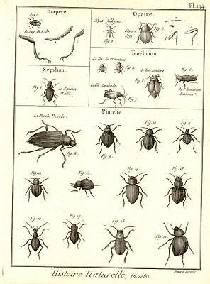 Antique Insect Print