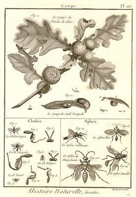 Antique Insect Print