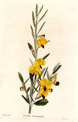Flower - c1816 - G. Loddiges from "English Cabinet" #271