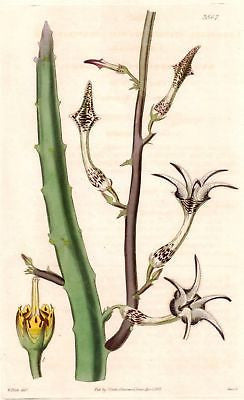 1837 - CURTIS FLOWER from "Botanical Magazine #3567 - Hand Colored